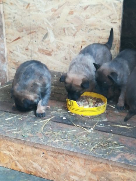 5 saptamani - CIOBANESC BELGIAN MALINOIS AMINTIRI