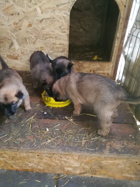 5 săptămâni - CIOBANESC BELGIAN MALINOIS AMINTIRI