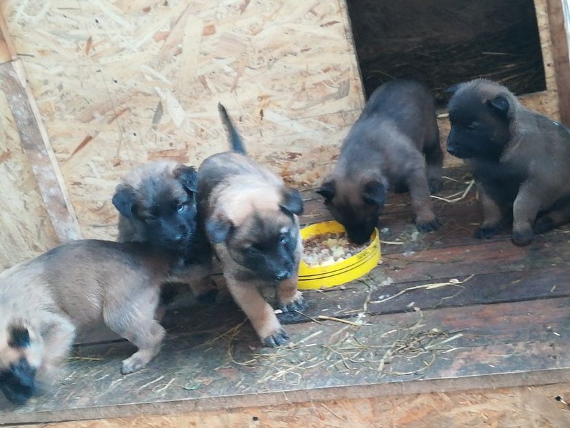 Am facut prima deparazitare. Asteptam rapelul vineri - CIOBANESC BELGIAN MALINOIS AMINTIRI