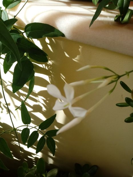 JasminumPolyanthum - Diverse flori