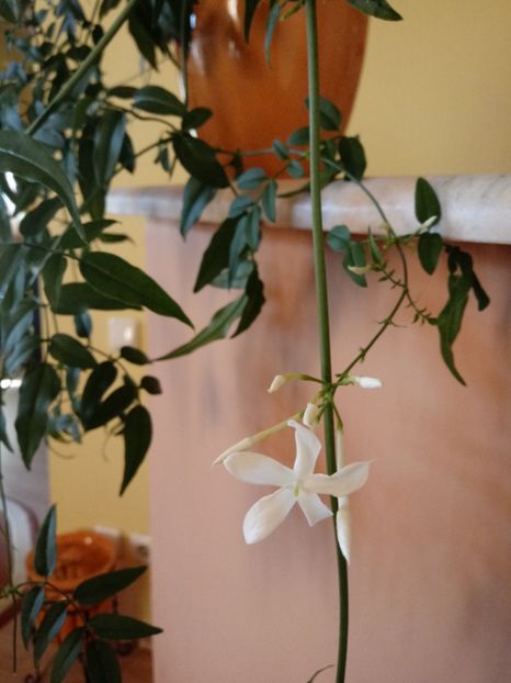 Jasminum Polyanthum - Diverse flori