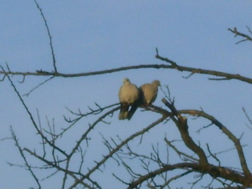 Amor pe o craca - v Iarna 2016-2017-2018