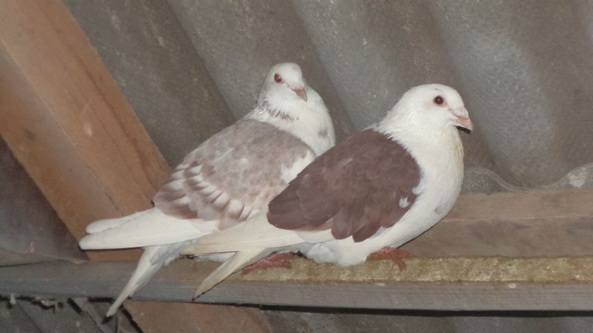  - DE VANZARE 2018 VIND DIN FIECARE LINIE LA PRETUL CORECT