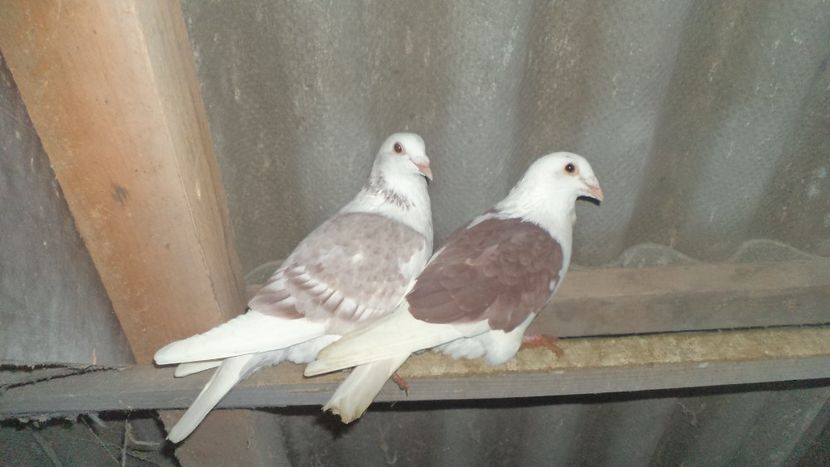  - DE VANZARE 2018 VIND DIN FIECARE LINIE LA PRETUL CORECT