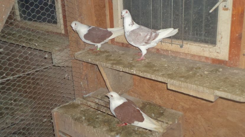  - DE VANZARE 2018 VIND DIN FIECARE LINIE LA PRETUL CORECT