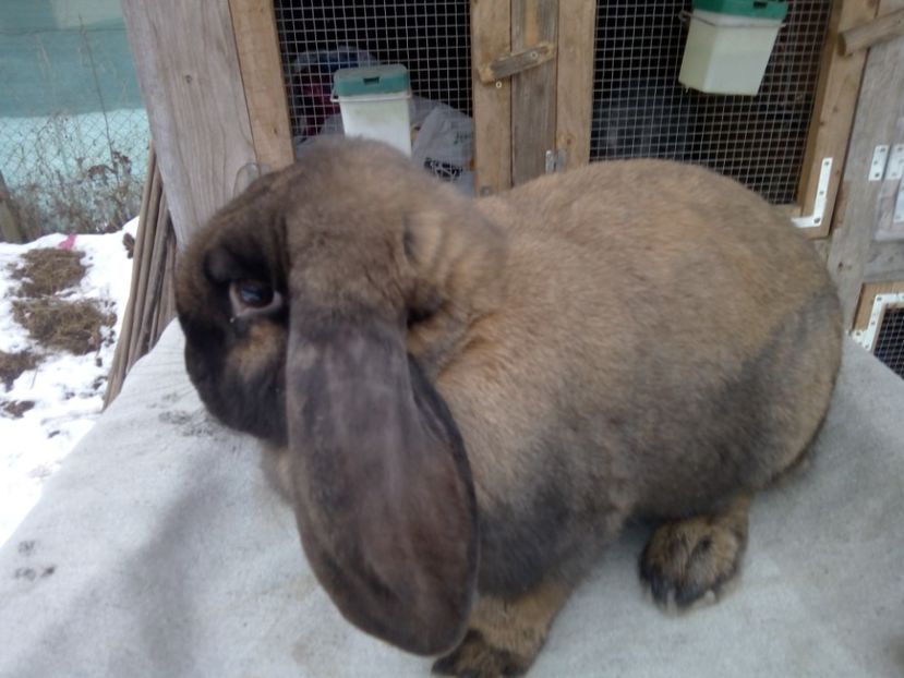  - ARHIVA IEPURI ce am avut câteva exemplare