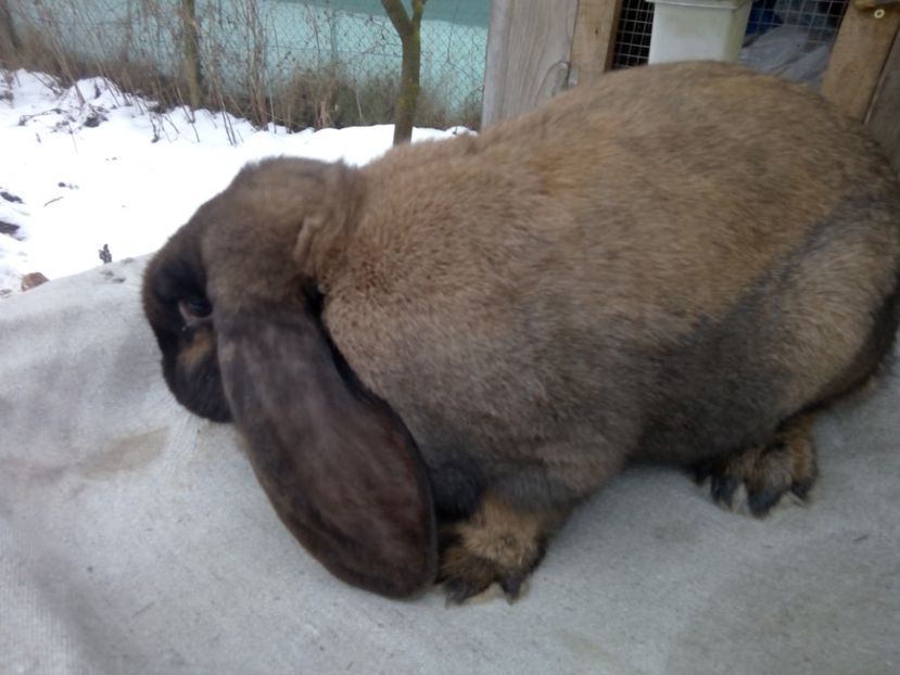  - ARHIVA IEPURI ce am avut câteva exemplare