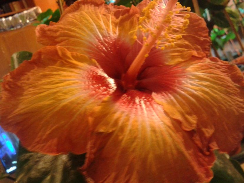 Fotografie0885 - HIBISCUS 2017---2018