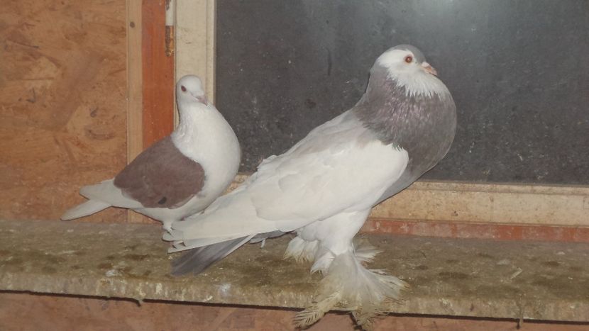  - Gusatii Pomerieni AI MEI MATCA 2016