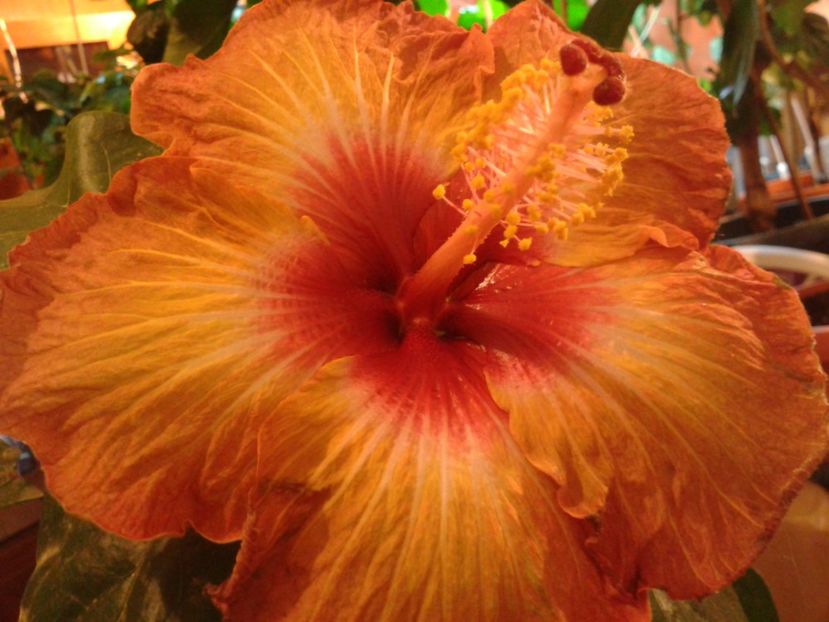 Fotografie0882 - HIBISCUS 2017---2018