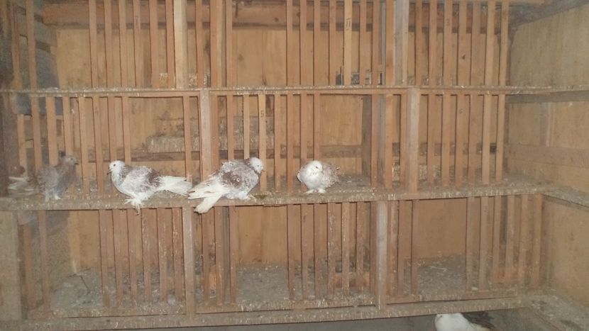  - FREZATI  CRETI MAGIARI