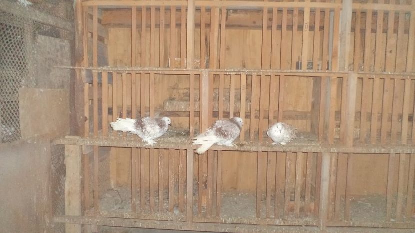  - FREZATI  CRETI MAGIARI