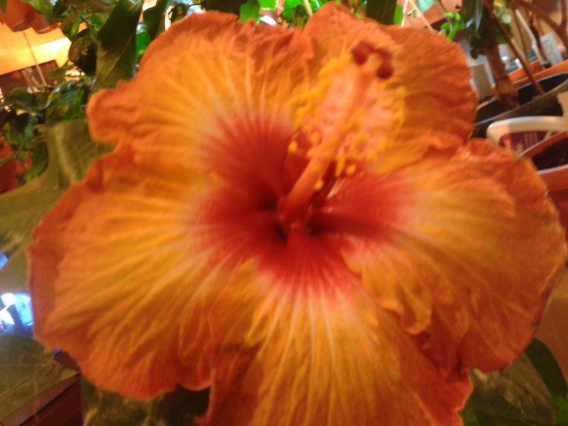 Fotografie0881 - HIBISCUS 2017---2018