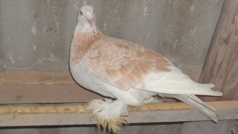  - VOIAJORI MAGHEARUI DE FRUMUSETE 2018