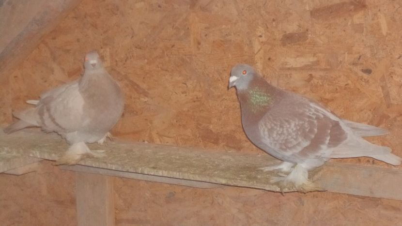  - VOIAJORI MAGHEARUI DE FRUMUSETE 2018