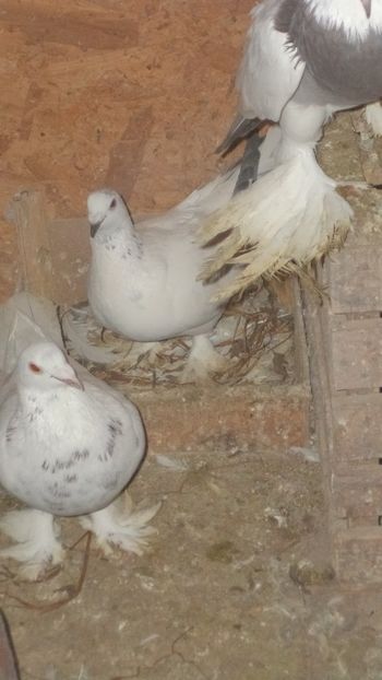  - VOIAJORI MAGHEARUI DE FRUMUSETE 2018