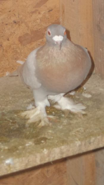  - VOIAJORI MAGHEARUI DE FRUMUSETE 2018