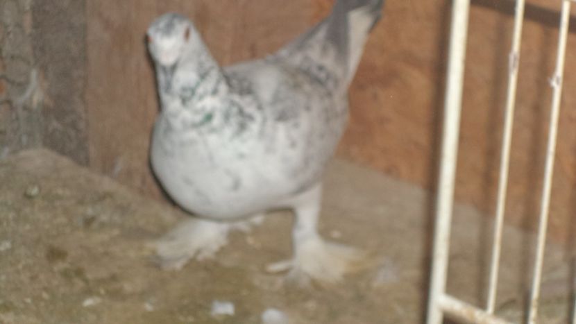  - VOIAJORI MAGHEARUI DE FRUMUSETE 2018