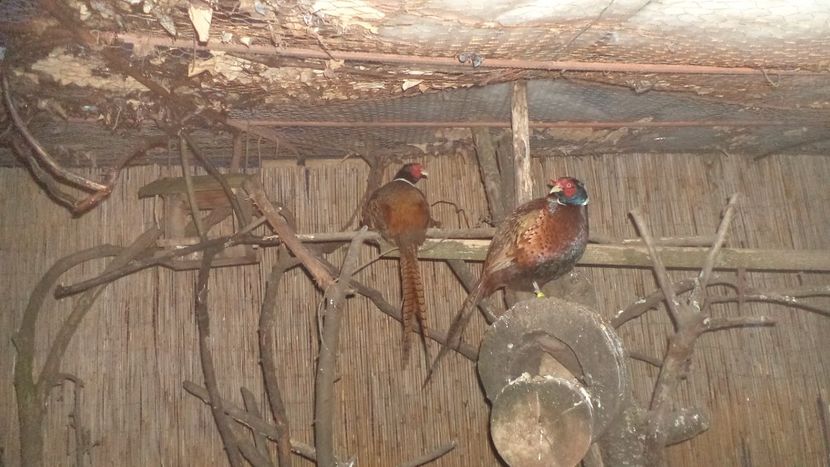  - FAZANI COMUNI DE VANATOARE CRESCUTI DE MINE IN 2017