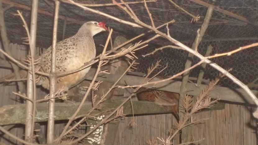  - FAZANI COMUNI DE VANATOARE CRESCUTI DE MINE IN 2017