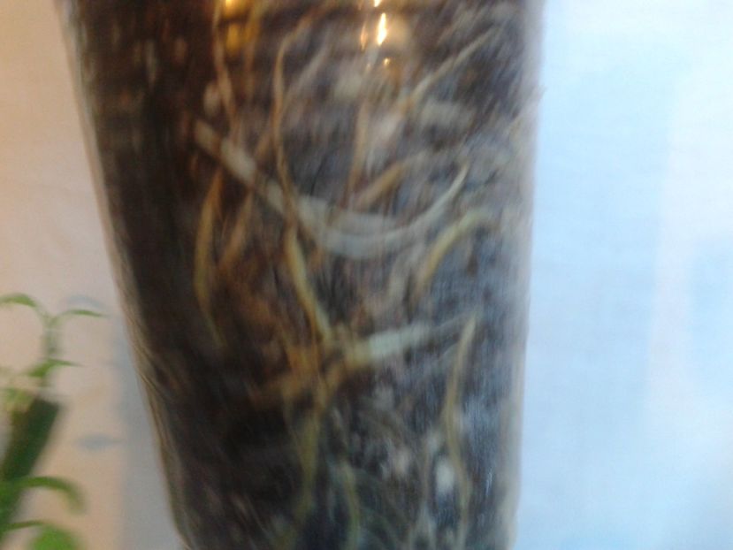 Fotografie0894 - provizoriu