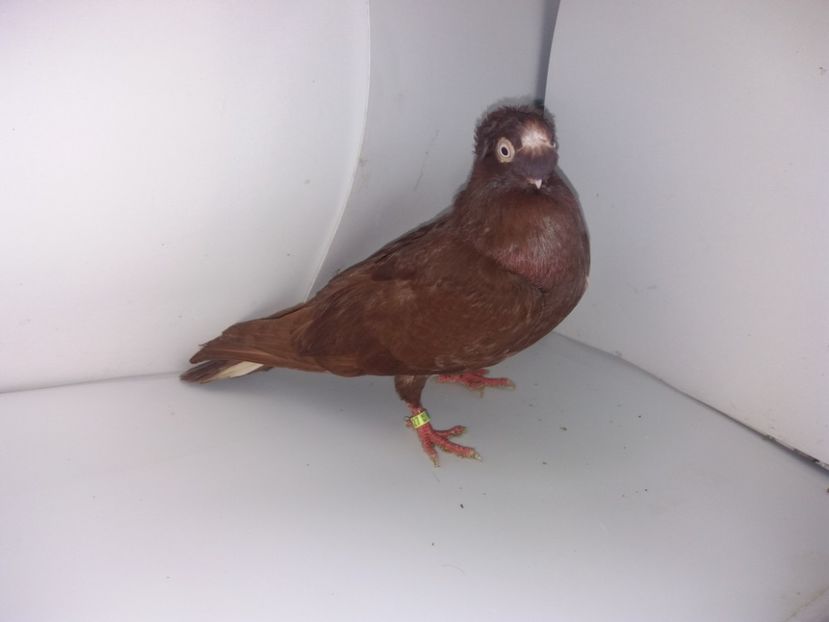 9027  femelă  2017 - Plecați ALBUM 1