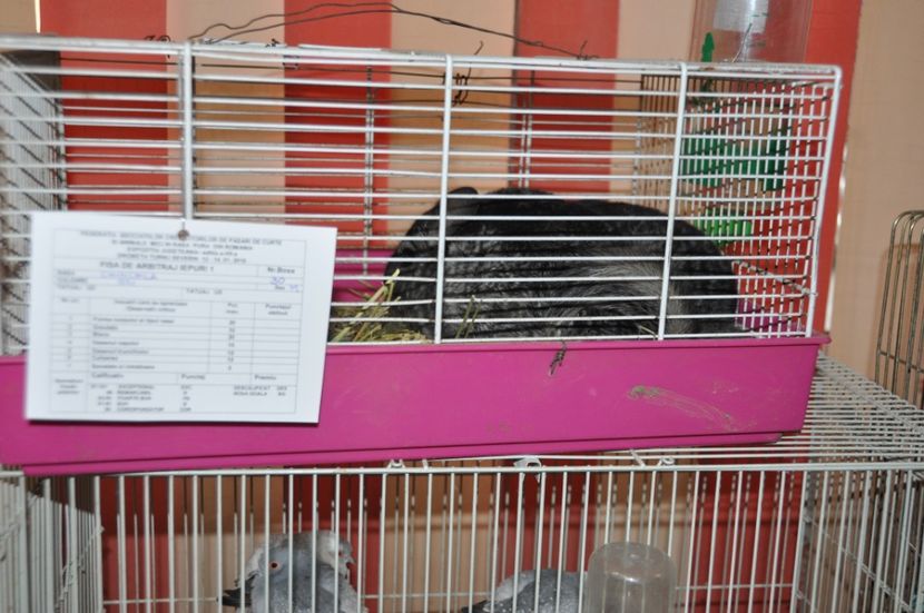  - Expozitia Anuala Fauna Mehedinteana 2018