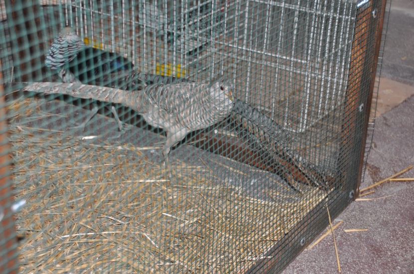  - Expozitia Anuala Fauna Mehedinteana 2018