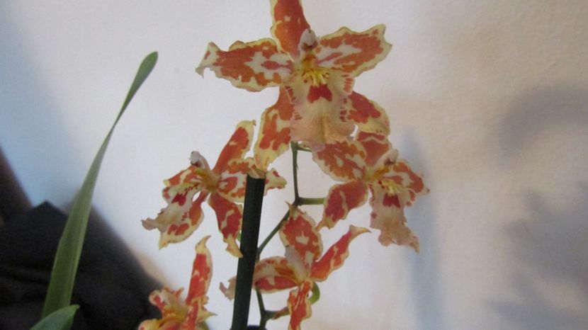  - Alte specii de orhidee