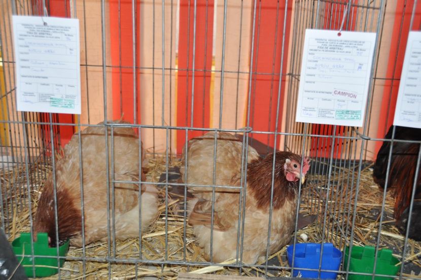  - Expozitia Anuala Fauna Mehedinteana 2018