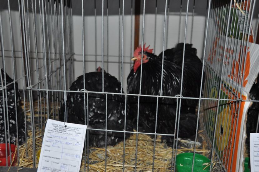  - Expozitia Anuala Fauna Mehedinteana 2018