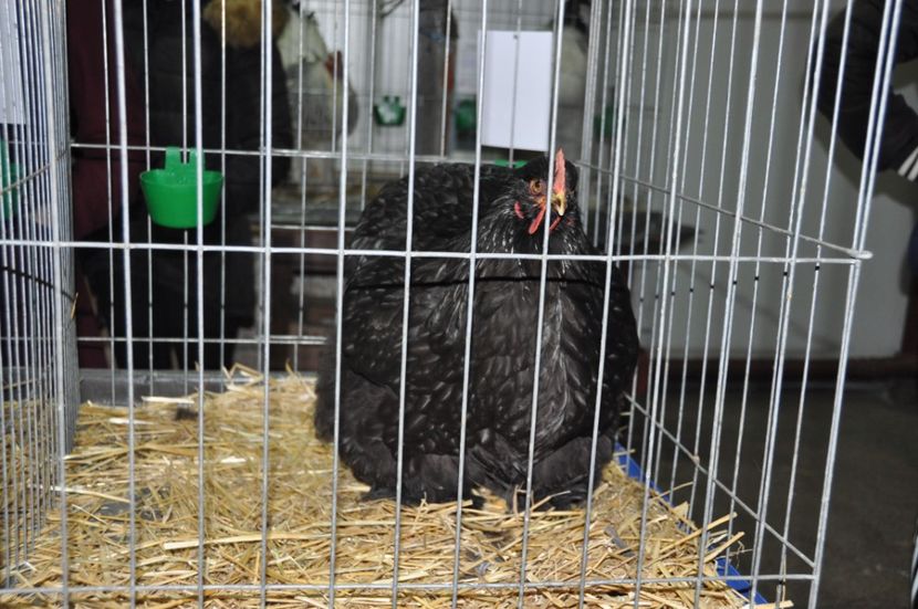  - Expozitia Anuala Fauna Mehedinteana 2018