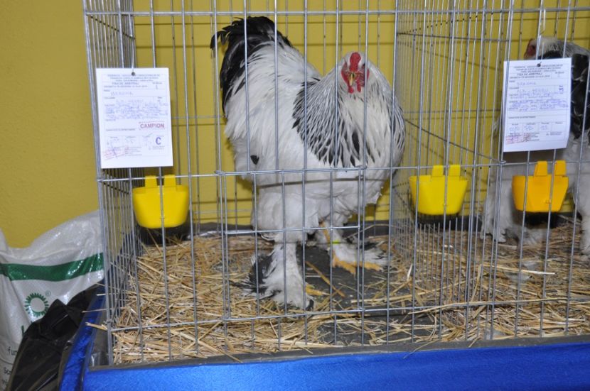  - Expozitia Anuala Fauna Mehedinteana 2018