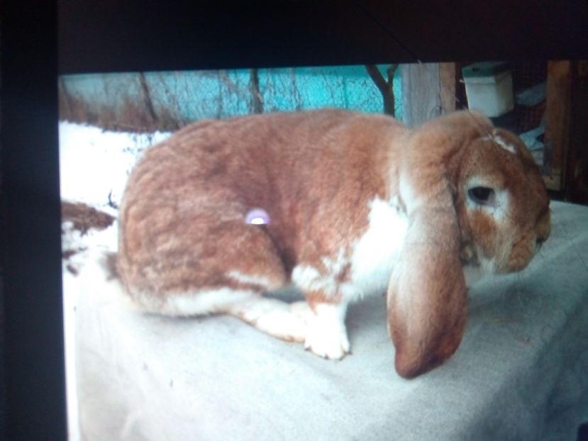  - ARHIVA IEPURI ce am avut câteva exemplare