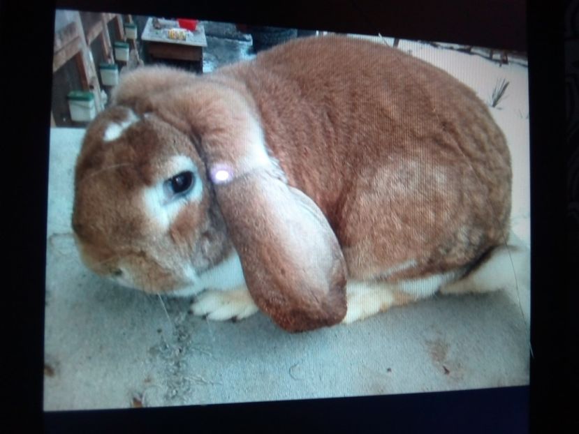  - ARHIVA IEPURI ce am avut câteva exemplare