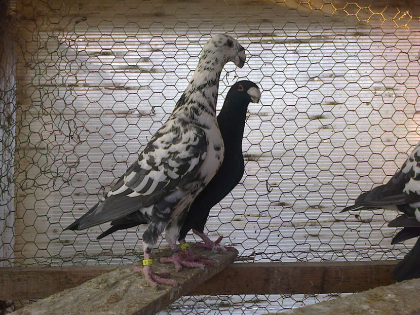 Fotografie13402 - GERMANI BOBATI SI LA GRAMADA