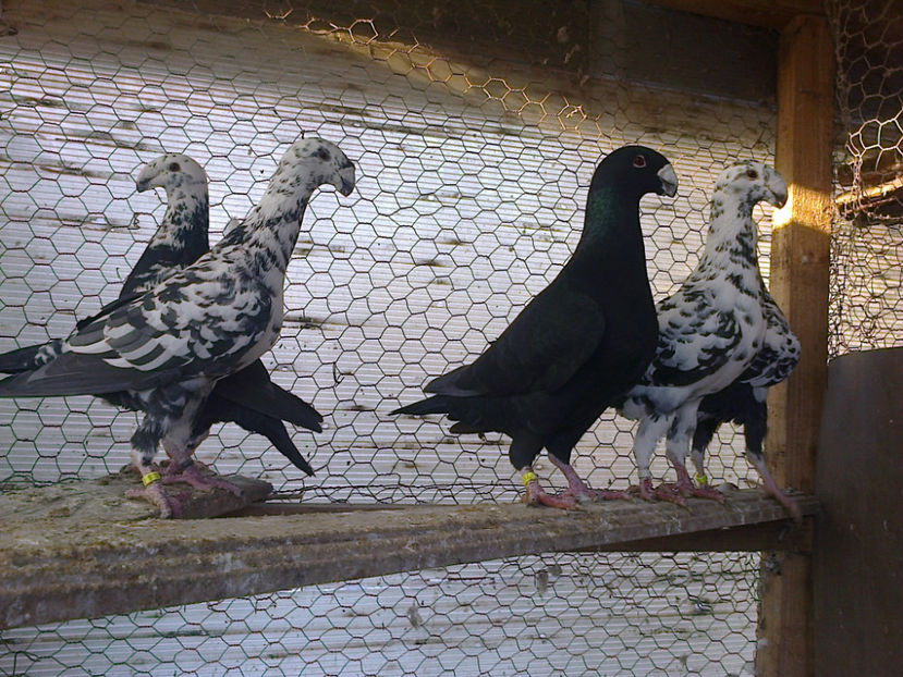 Fotografie13403 - GERMANI BOBATI SI LA GRAMADA