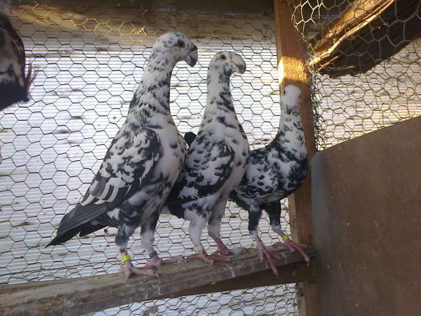 Fotografie13407 - GERMANI BOBATI SI LA GRAMADA