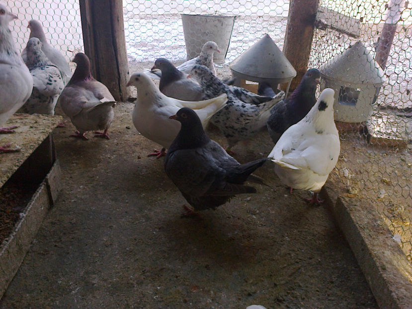 Fotografie13394 - A TEXANI 2018