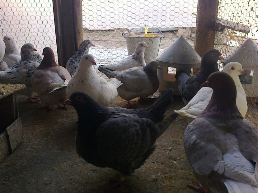 Fotografie13395 - A TEXANI 2018