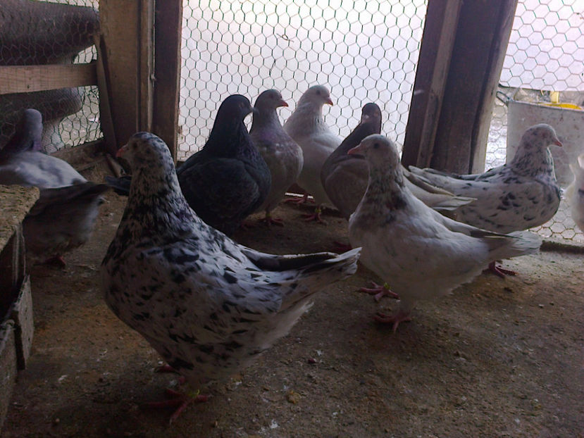 Fotografie13396 - A TEXANI 2018