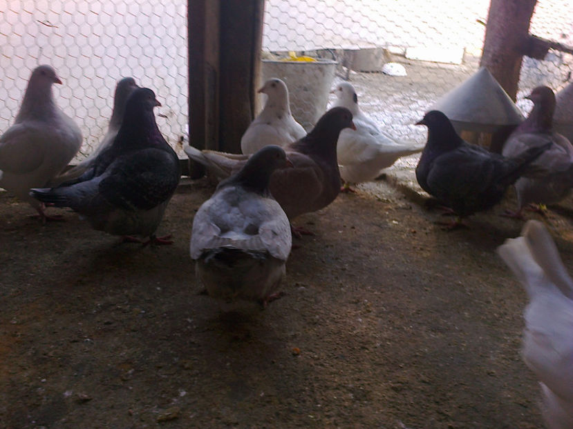 Fotografie13399 - A TEXANI 2018