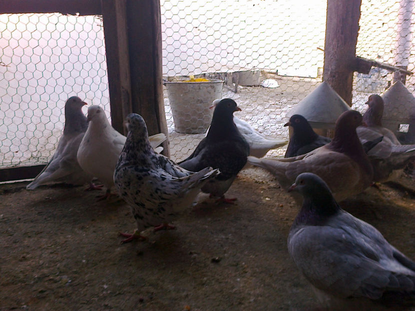 Fotografie13400 - A TEXANI 2018