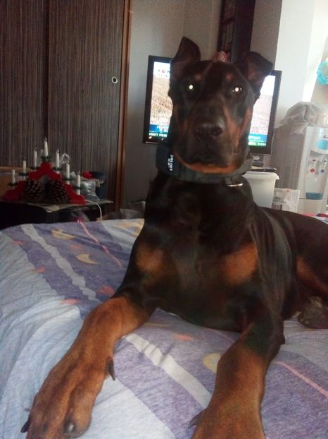 Hector - Canissa Gabriel Doberman American Presa Canario