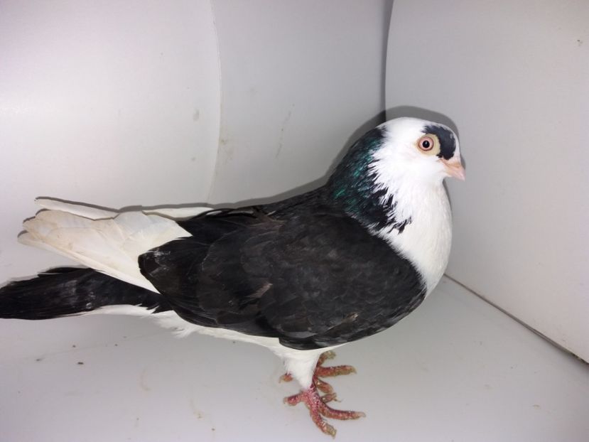 mascul  2017 - Plecați ALBUM 1