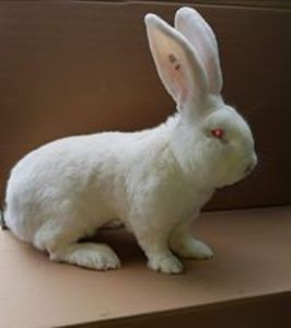  - Campion national 2016