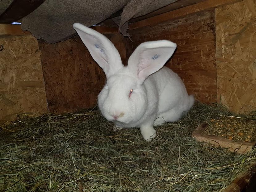  - Campion national 2016