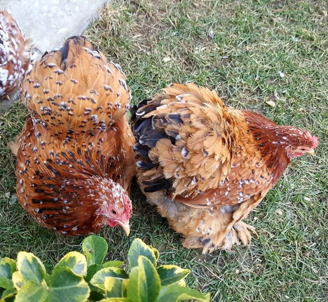  - 31_COCHINCHINA PITIC PORTELAN 2021