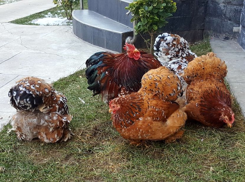  - 31_COCHINCHINA PITIC PORTELAN 2021