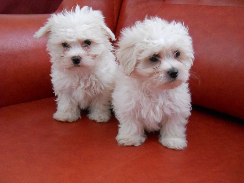  - BICHONI DE VANZARE